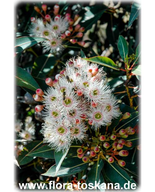 Eucalyptus rostrata, E. camaldulensis - Roter Eukalyptus