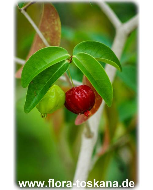 Eugenia uniflora - Surinam Cherry, Pitanga, Brazilian Cherry