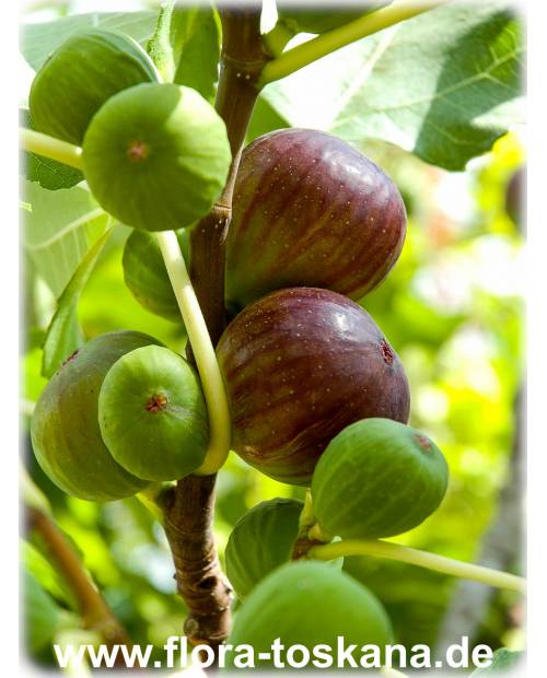 Ficus carica 'Brogiotto Nero' - Feige (Pflanze) | Echte Feige | Feigenbaum | Fruchtfeige