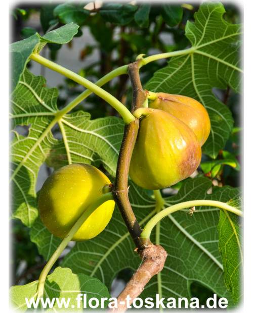 Ficus carica 'Columbaro Bianco' - Feige (Pflanze) | Echte Feige | Feigenbaum | Fruchtfeige