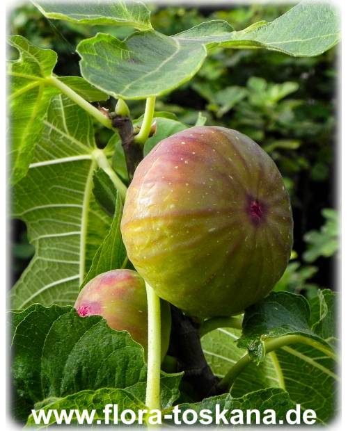 Ficus carica 'Columbaro Nero' - Feige (Pflanze) | Echte Feige | Feigenbaum | Fruchtfeige