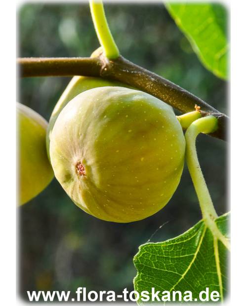 Ficus carica 'Filacciano' - Fig Tree