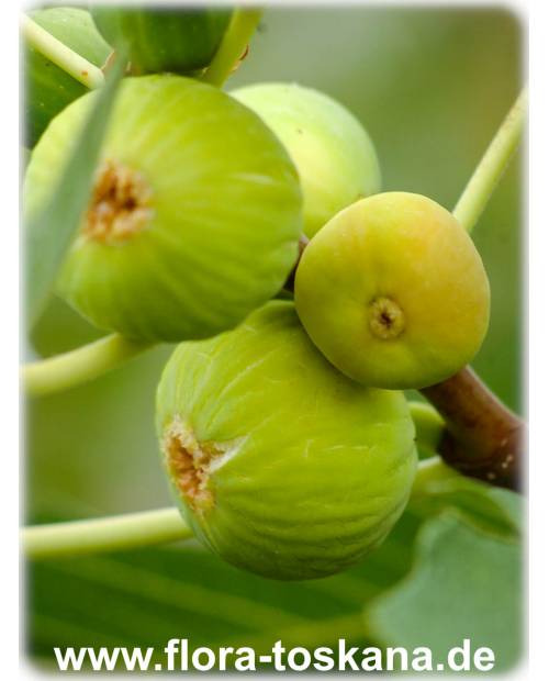 Ficus carica (grüne Früchte) - Grüne Feigen (Pflanzen) | Echte Feigen | Feigenbäume | Fruchtfeigen