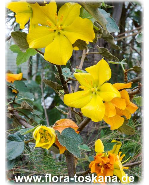 Fremontodendron californicum 'California Glory' - Common Flanel Bush