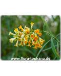 Freylinia lanceolata - Honigglockenbusch, Honigbusch