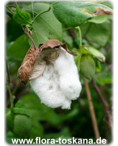 Gossypium arboreum - Cotton