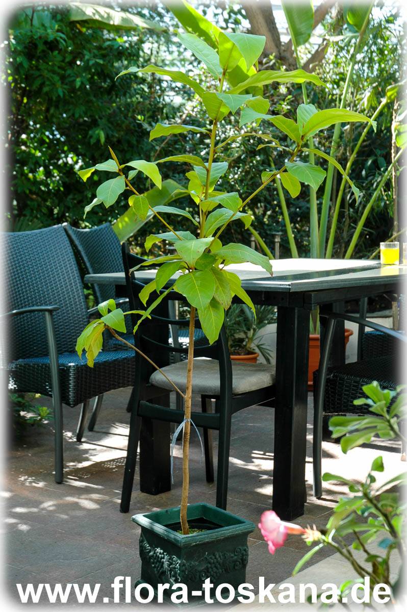 Katappenbaum Terminalia catappa Indische Mandel Pflanze 10cm Seemandelbaum Badam