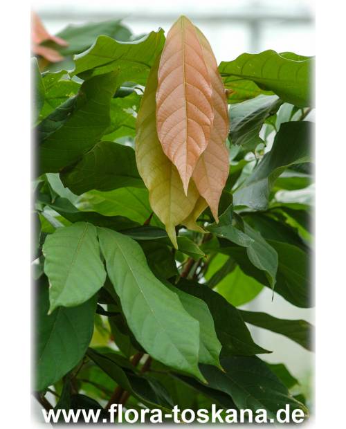 Theobroma cacao - Kakao (Pflanze) | Kakaobaum