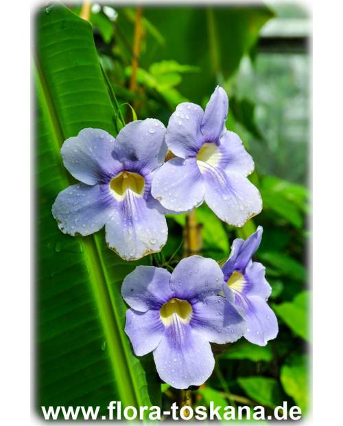 Thunbergia grandiflora - Blue Trumpet Vine, Blue Sky Vine, Scrambling Sky Flower