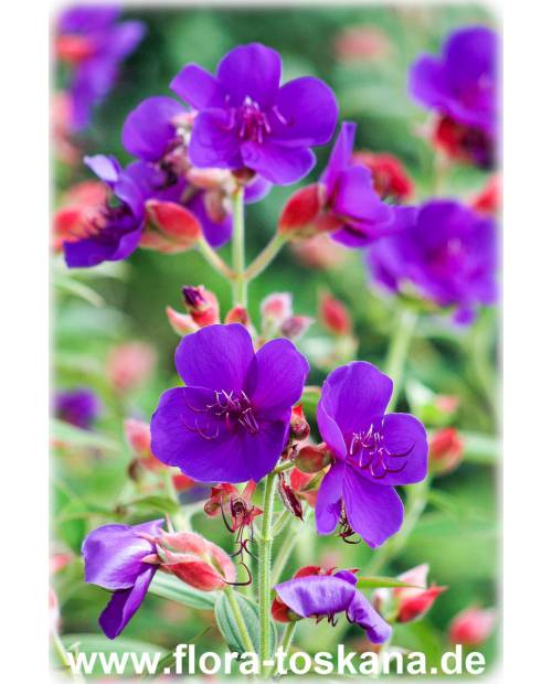 Tibouchina urvilleana - Glory Flower, Princess Flower