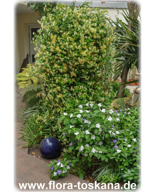 Trachelospermum asiaticum - Yellow Star Jasmine, Asian Jasmine