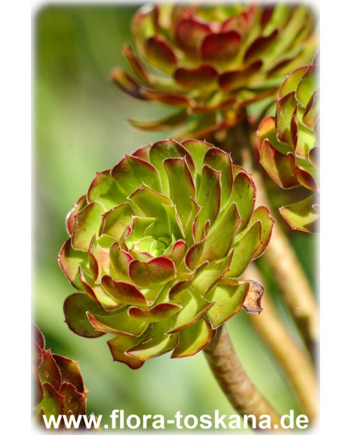 Aeonium arboreum - Tree Aeonium, Velvet Rose