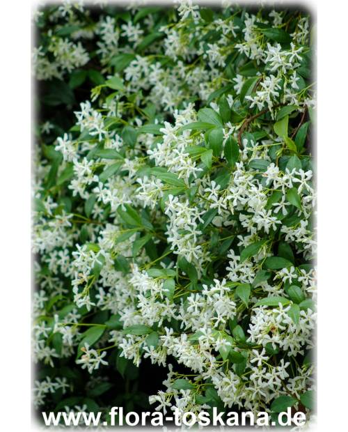 Trachelospermum jasminoides - Star Jasmine, Confederate Jasmine