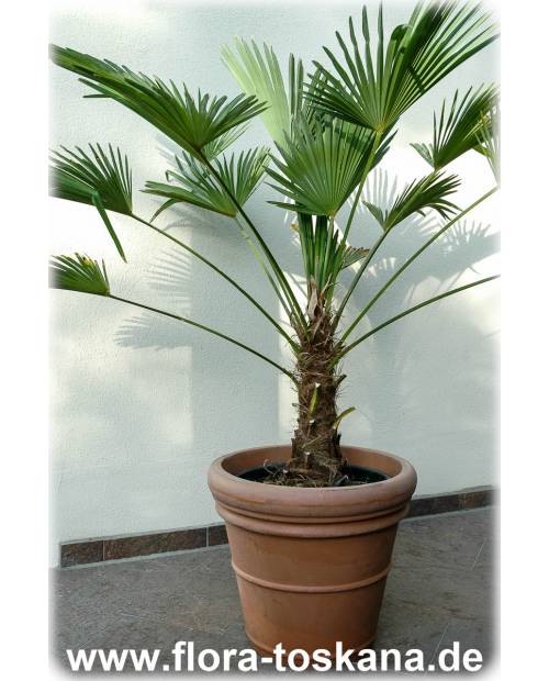 Trachycarpus wagnerianus - Minature Chusan Palm