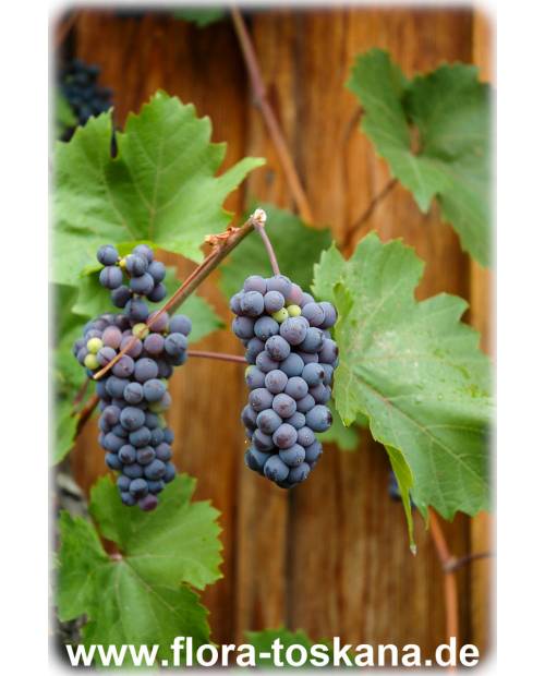 Vitis vinifera - Vine