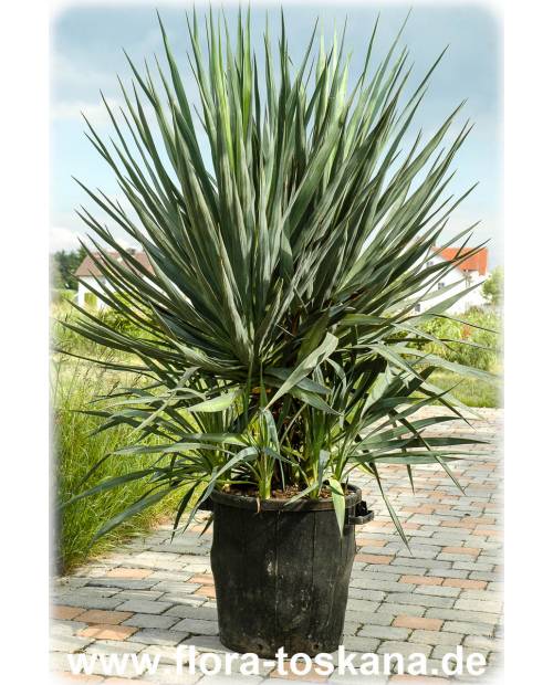 Yucca gloriosa - Kerzen-Palmlilie | Yucca
