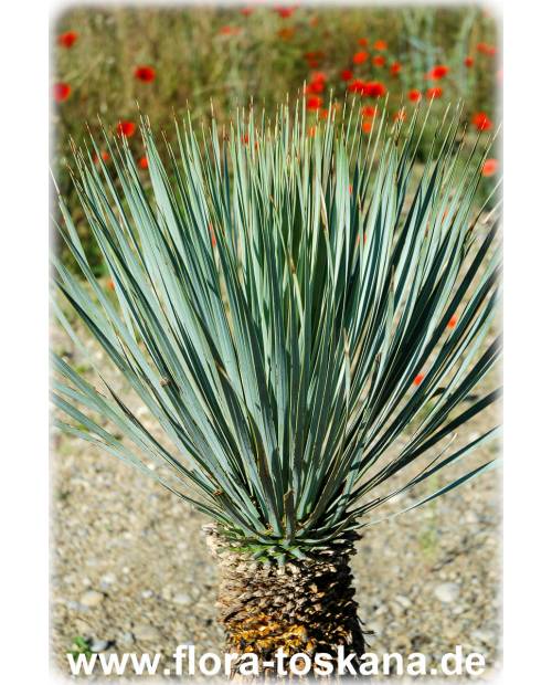 Yucca rostrata - Yucca