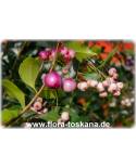 Syzygium paniculatum, Eugenia paniculata - Kirschmyrte