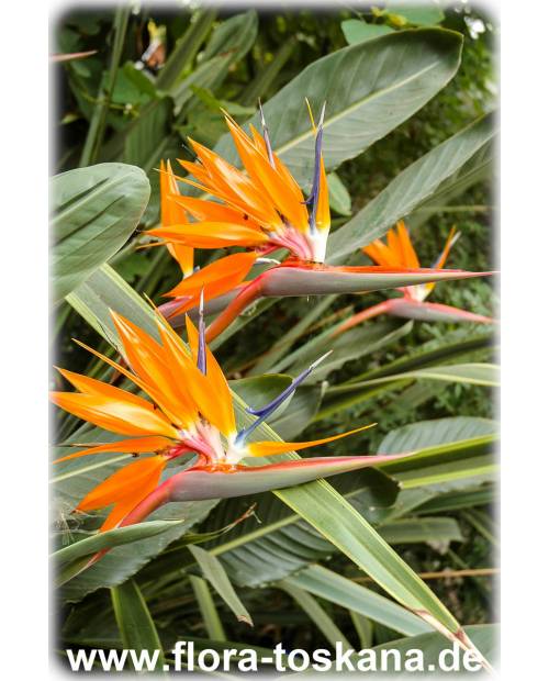 Strelitzia reginae - Paradiesvogelblume | Papageienblumen | Königs-Strelitzie