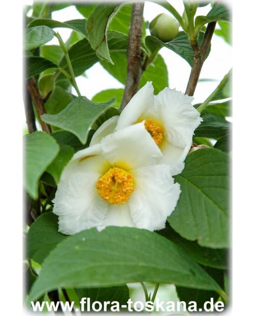 Stewartia pseudocamellia - Japanese Camellia