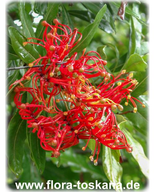 Stenocarpus sinuatus - Firewheel Tree