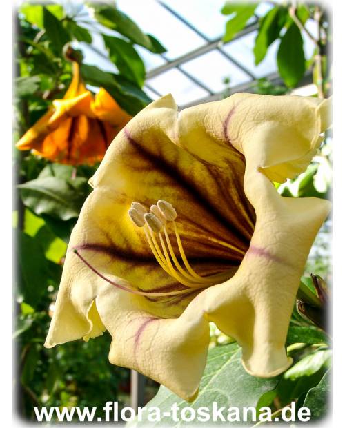 Solandra maxima - Butter Cup, Gold Cup, Chalice Vine, Cup-of-Gold, Trumpet Plant