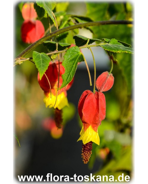Abutilon megapotamicum - Flowering Maple, Weeping Maple, Chinese Lantern