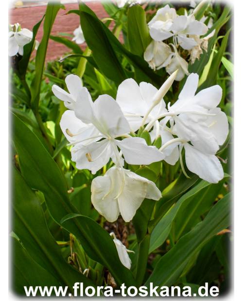 Hedychium coronarium - Schmetterlingslilie | Weißer Ingwer