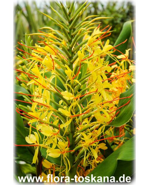 Hedychium gardnerianum - Zieringwer | Kahili-Ingwer | Gelber Schmetterlings-Ingwer