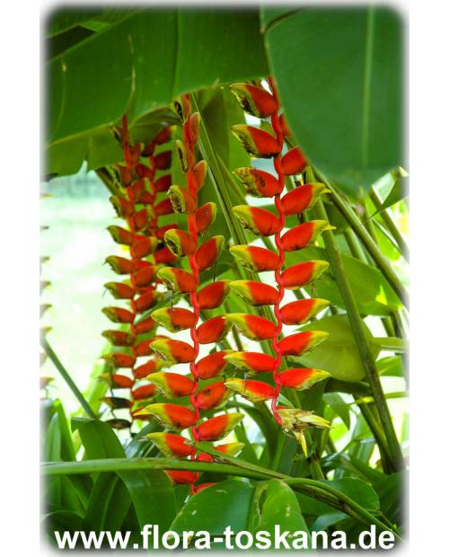 Heliconia rostrata - Lobster Claw, Parrot Peak