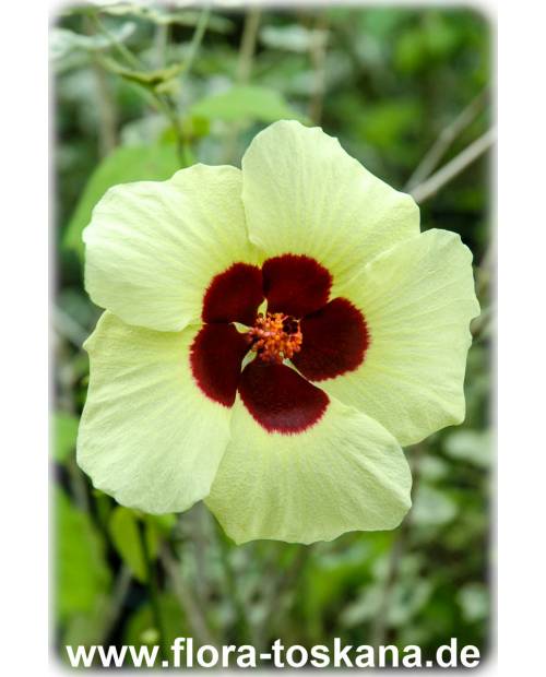 Hibiscus calyphyllus - Mallow, Yellow Hibiscus