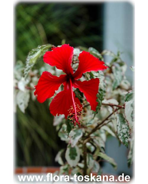 Hibiscus rosa-sinensis 'Variegata' - Buntlaubiger Hibiskus | Buntblättriger Eibisch