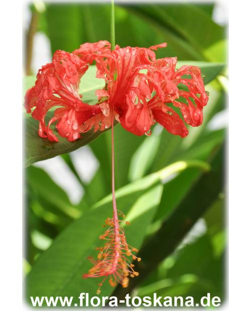 Hibiscus schizopetalus - Koralleneibisch | Korallen-Hibiskus