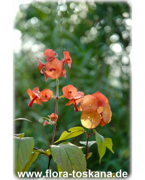 Holmskioldia sanguinea - Chinese Hat, Parasol Flower, Mandarins hat