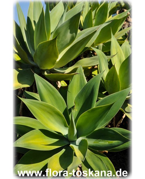 Agave attenuata - Foxtail Agave