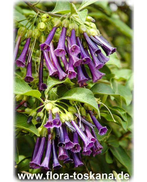 Iochroma cyaneum - Purple Bells, Violet Churur