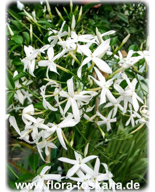 Jasminum azoricum - Azoren-Jasmin | Madeira-Jasmin