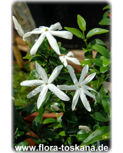 Jasminum multipartitum - African Jasmine