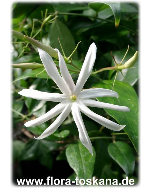 Jasminum nitidum - Angelwing Jasmine, Star Jasmine, Royal Jasmine