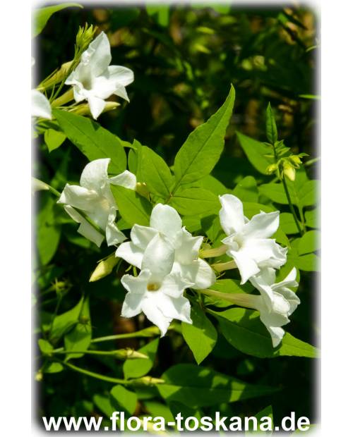 Jasminum officinale - True Jasmine, Common Jasmine, French Perfume Jasmine