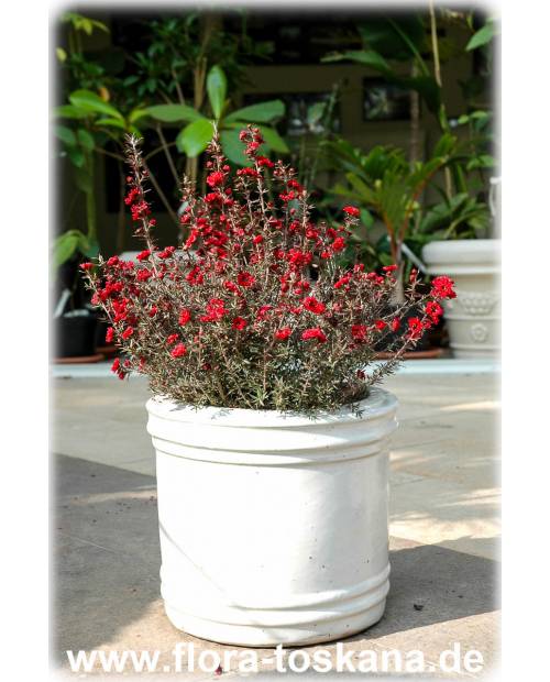Leptospermum scoparium 'Red Damasque' - Südseemyrte | Manuka | Neuseelandmyrte