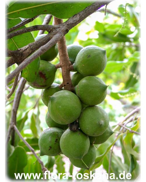 Macadamia integrifolia - Macadamia-Nuss (Pflanze) | Macadamiabaum | Queensland-Nuss (Pflanze)