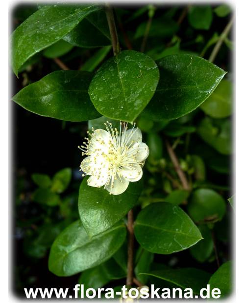 Luma apiculata - Arrayan, Chilenean Myrtle