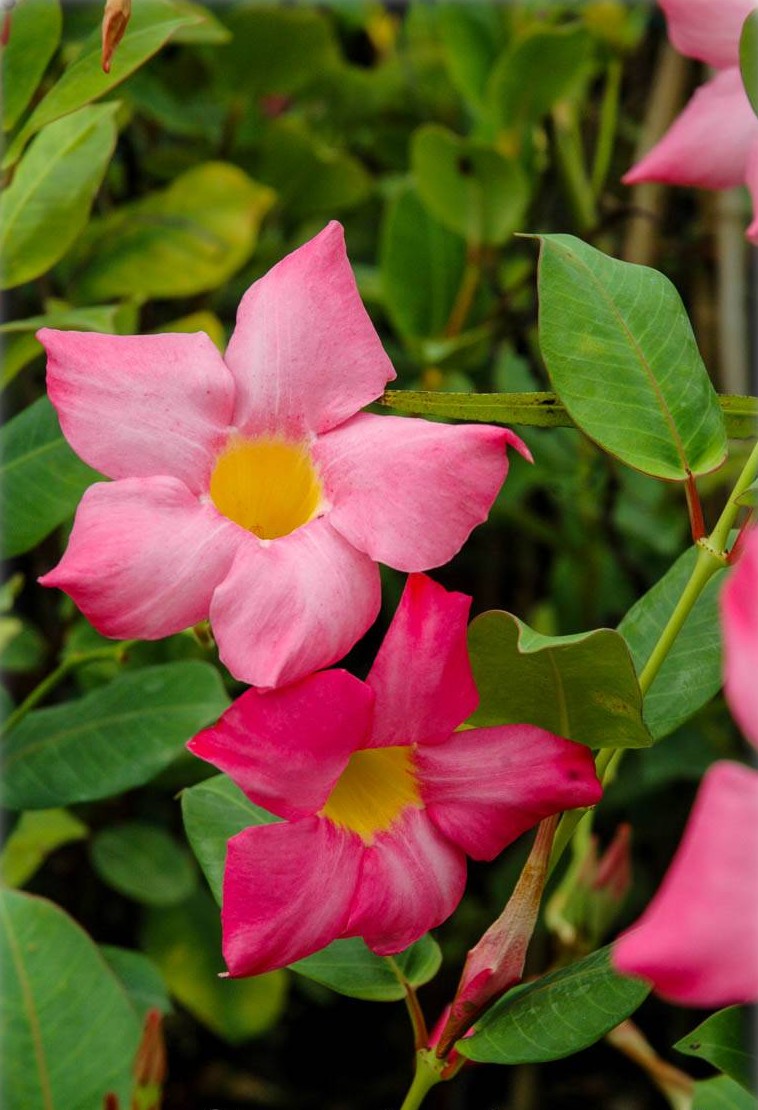 Mandevilla sanderi - Mandevilla | FLORA TOSKANA