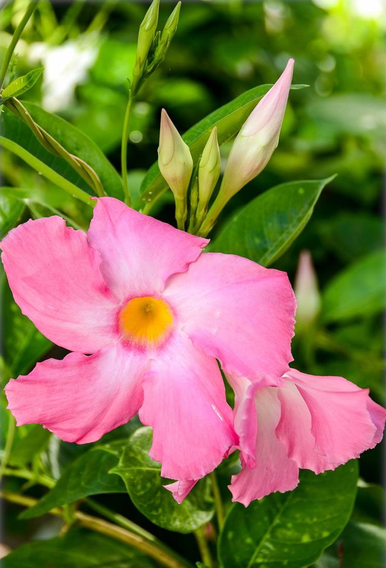 Mandevilla x amabilis 'Alice du Pont' - Pink Chile Jasmine | FLORA TOSKANA