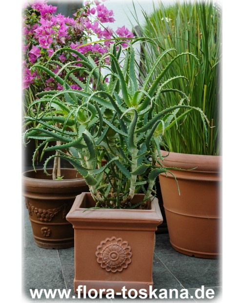 Aloe arborescens - Tree Aloe, Krantz Aloe, Candelabra Aloe