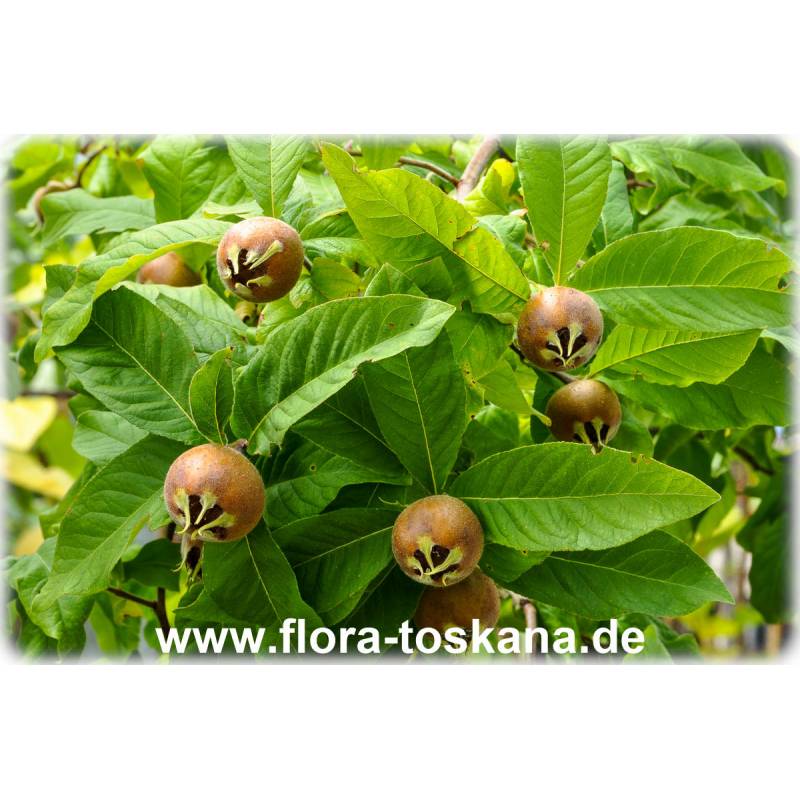 Mespilus FLORA - germanica | TOSKANA Mispel Echte