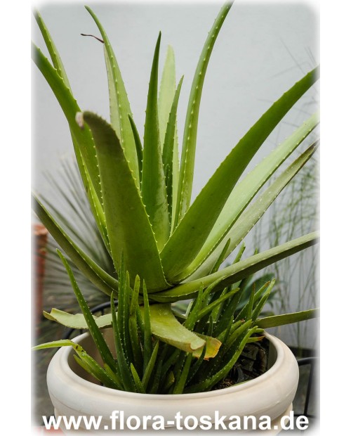 Aloe vera - Echte Aloe