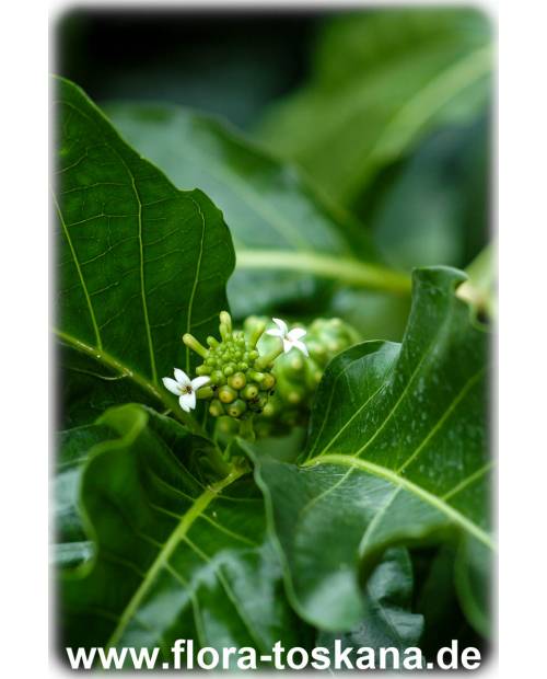 Morinda citrifolia - Noni (Pflanze) | Noni-Baum | Indische Maulbeere