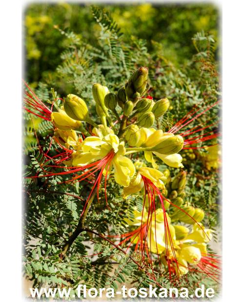 Caesalpinia gilliesii - Yellow Bird of Paradise, Dwarf Yellow Poinciana